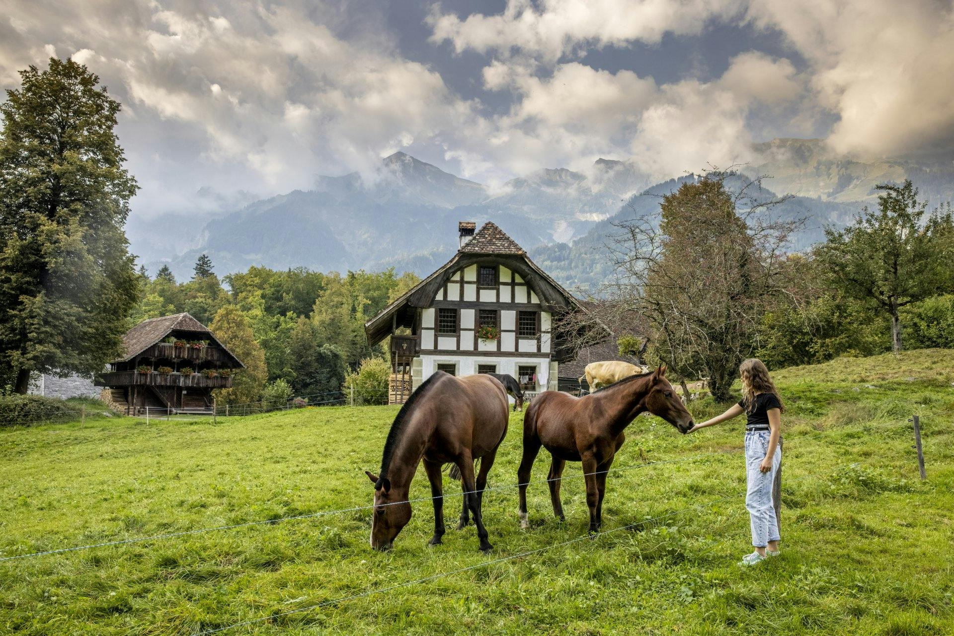 Während der Saison bevölkern über 200 Bauernhoftiere das Freilichtmuseum.