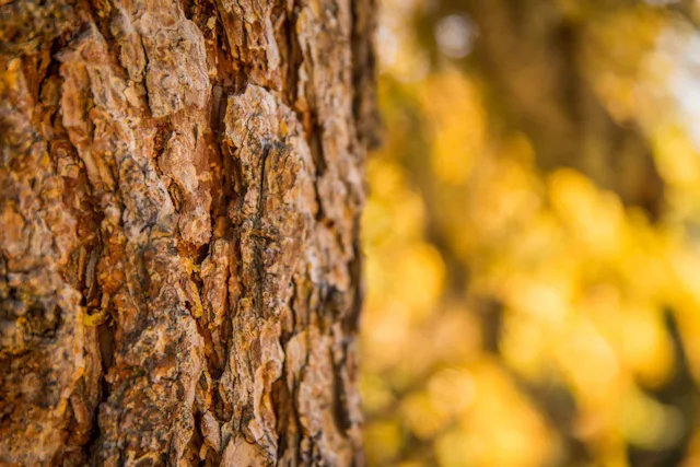 Heimat der ältesten Bäume der Schweiz: der Aletschwald.