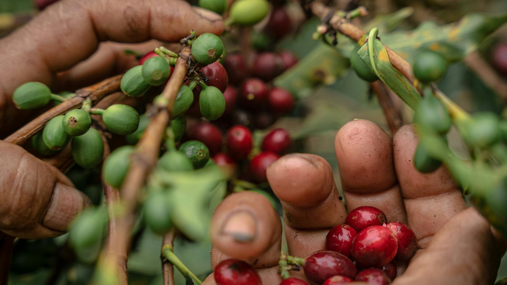 Um den ökologischen Fussabdruck in der Kaffeeproduktion zu verbessern, fördert Fairtrade diverse Massnahmen.
