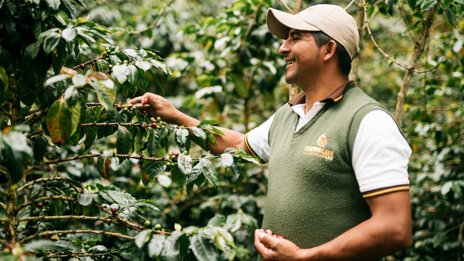 Kaffeebohnen sind durch den Klimawandel stark bedroht.