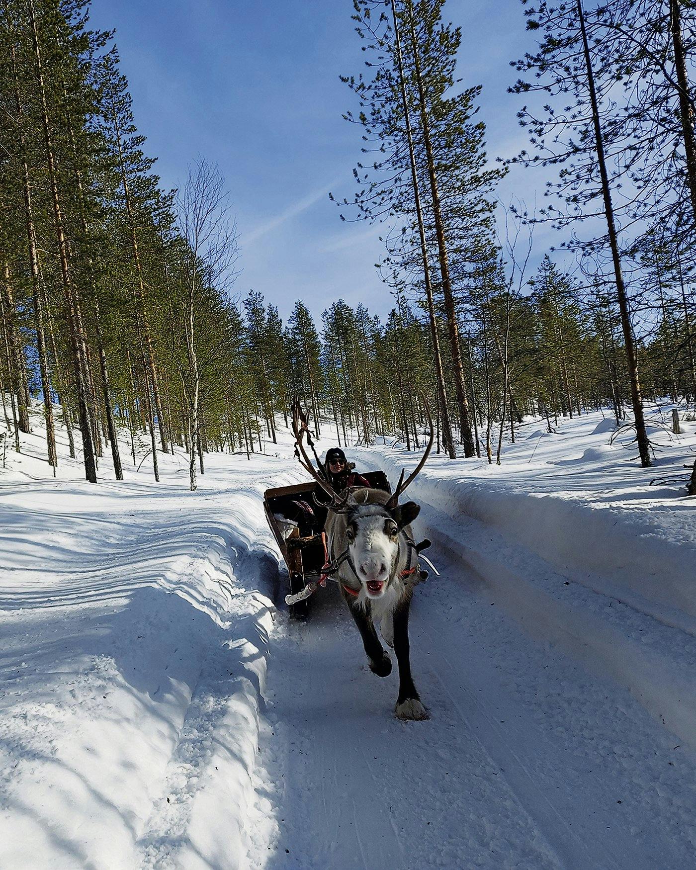 Eine Schlittenfahrt mit Rentier,