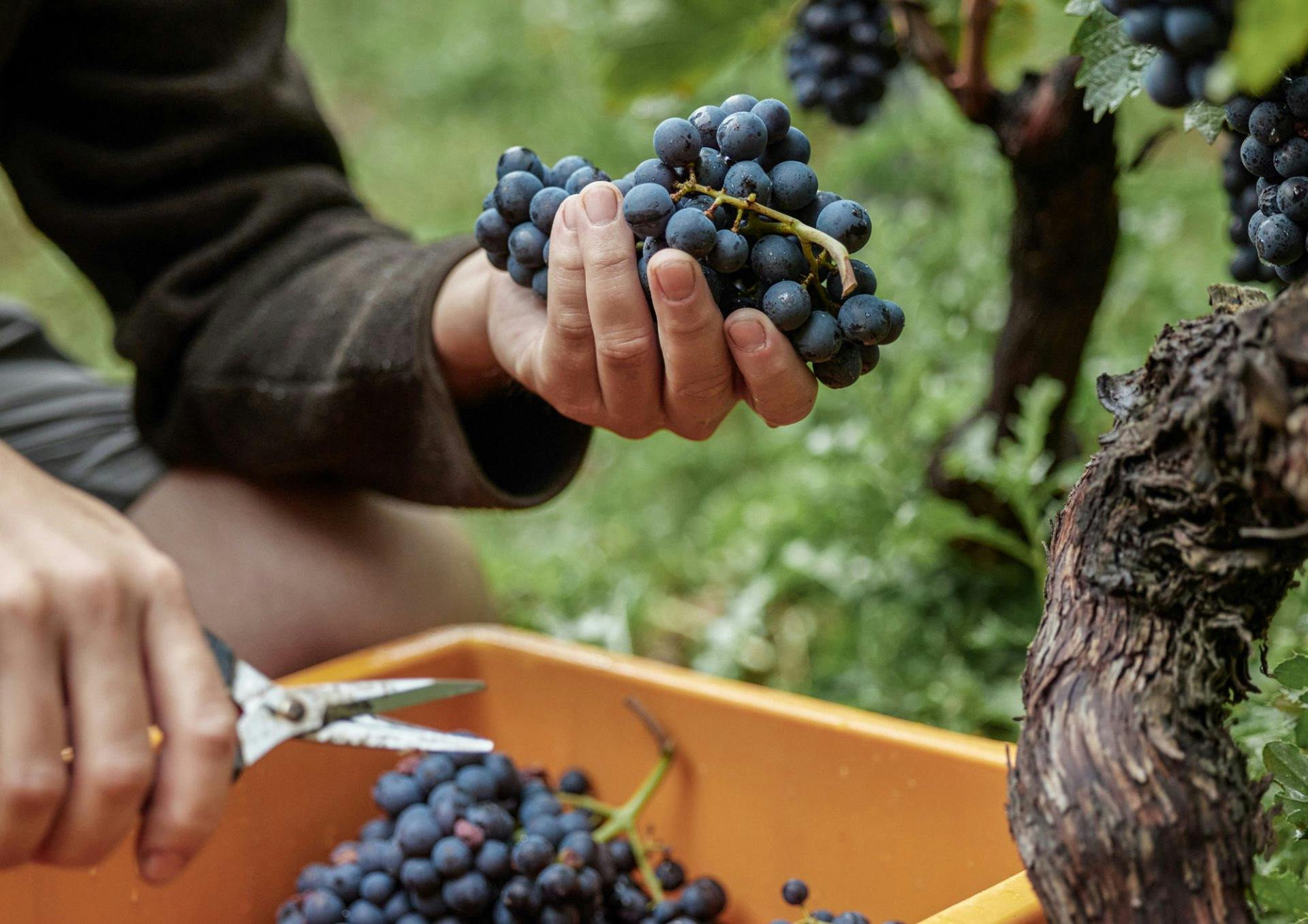 Unter den in der Schweiz angebauten Rebsorten gibt es einige Raritäten, die nirgendwo sonst angebaut werden: Räuschling, Bondola oder Completer sind nur einige von ihnen.