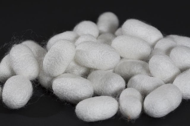 Kokons aus eigener Produktion.