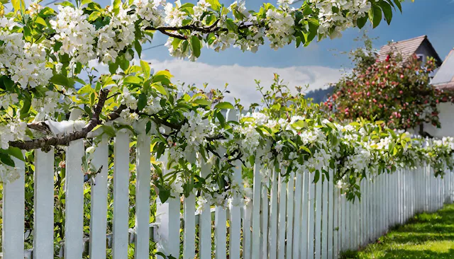 Für das Pflanzen von Bäumen, Sträuchern und Hecken gelten Abstandsvorschriften. Die gesetzlichen Mindestabstände zum Nachbargrundstück sind kantonal sehr unterschiedlich geregelt.