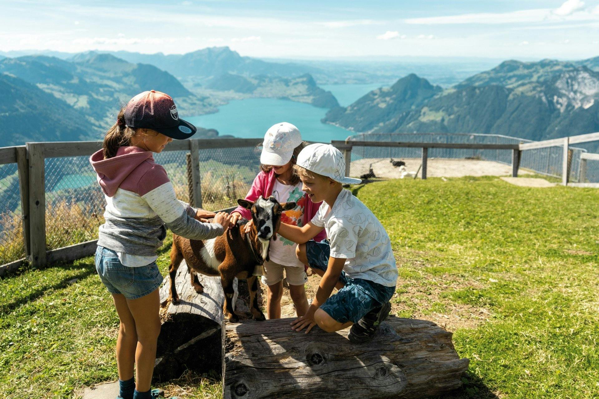 Le Fronalpstock (SZ), qui culmine à 1922 mètres d’altitude, offre une superbe vue sur les Préalpes et plus de dix lacs. Les enfants y apprécieront le petit zoo, où les chèvres se laissent caresser.