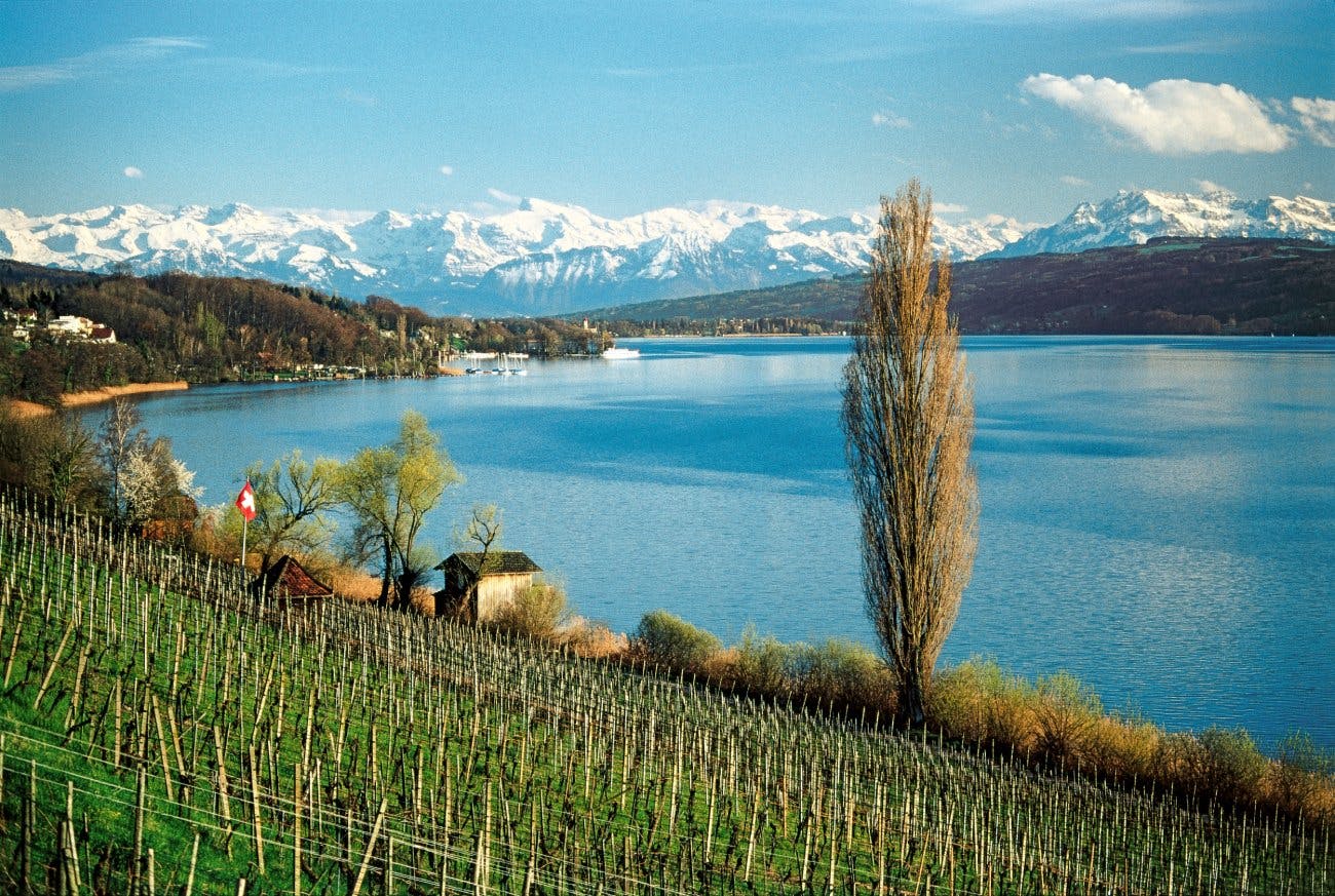 Rebberg Hallwilersee bei Seengen.