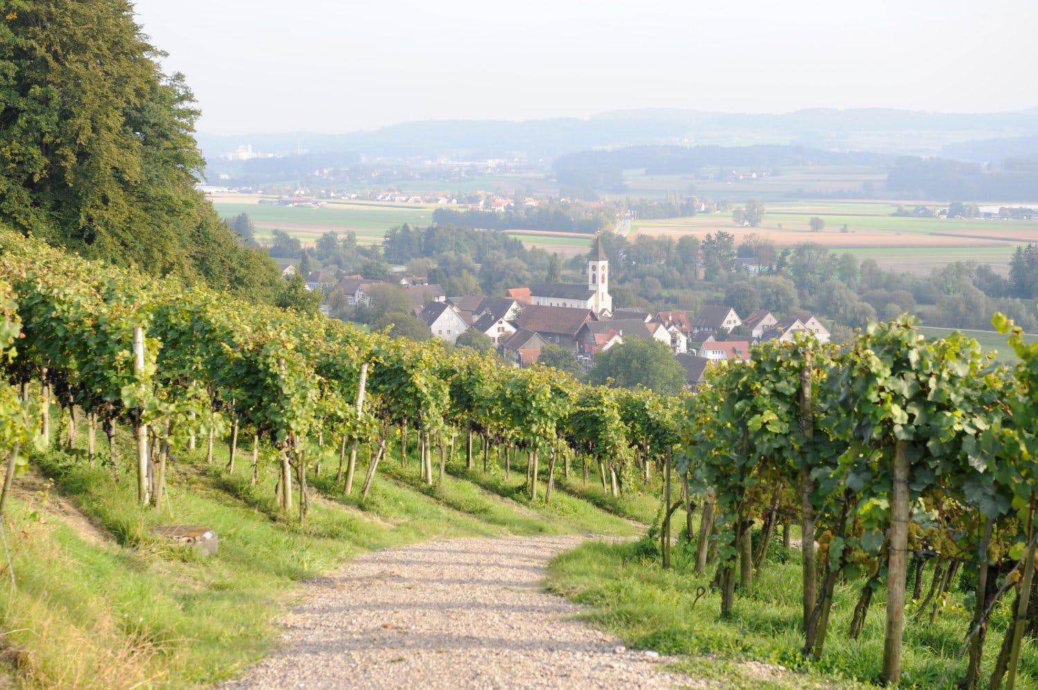 Iselisberg, Uesslingen.
