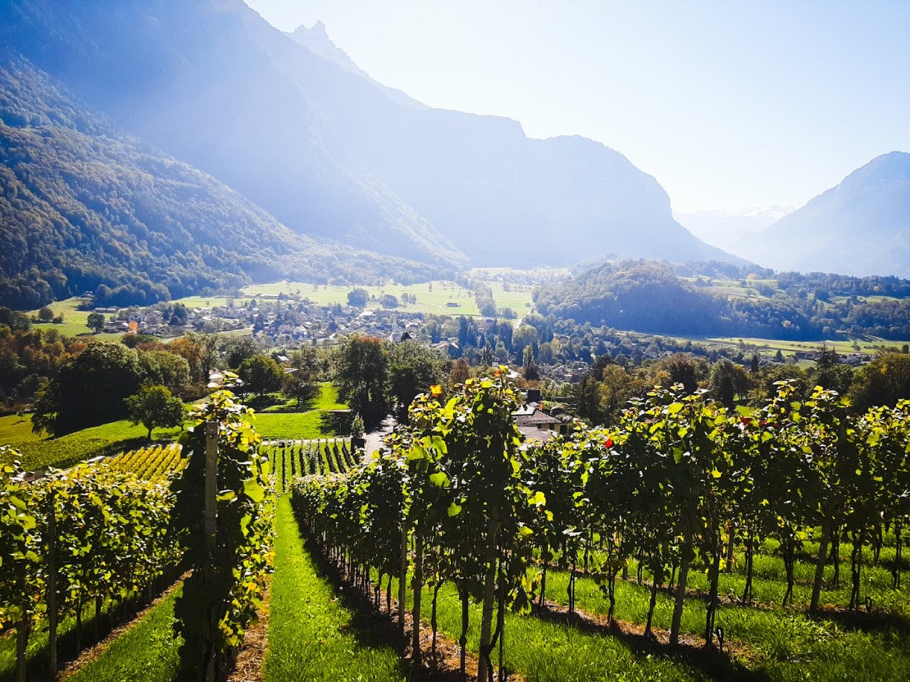 Cet itinéraire à travers les vignobles de Bex offre de beaux points de vue sur la plaine du Rhône.
