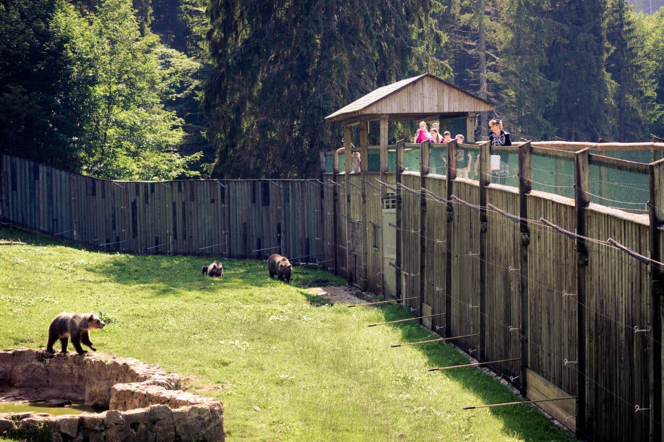 Au Juraparc, on peut admirer des ours de près.