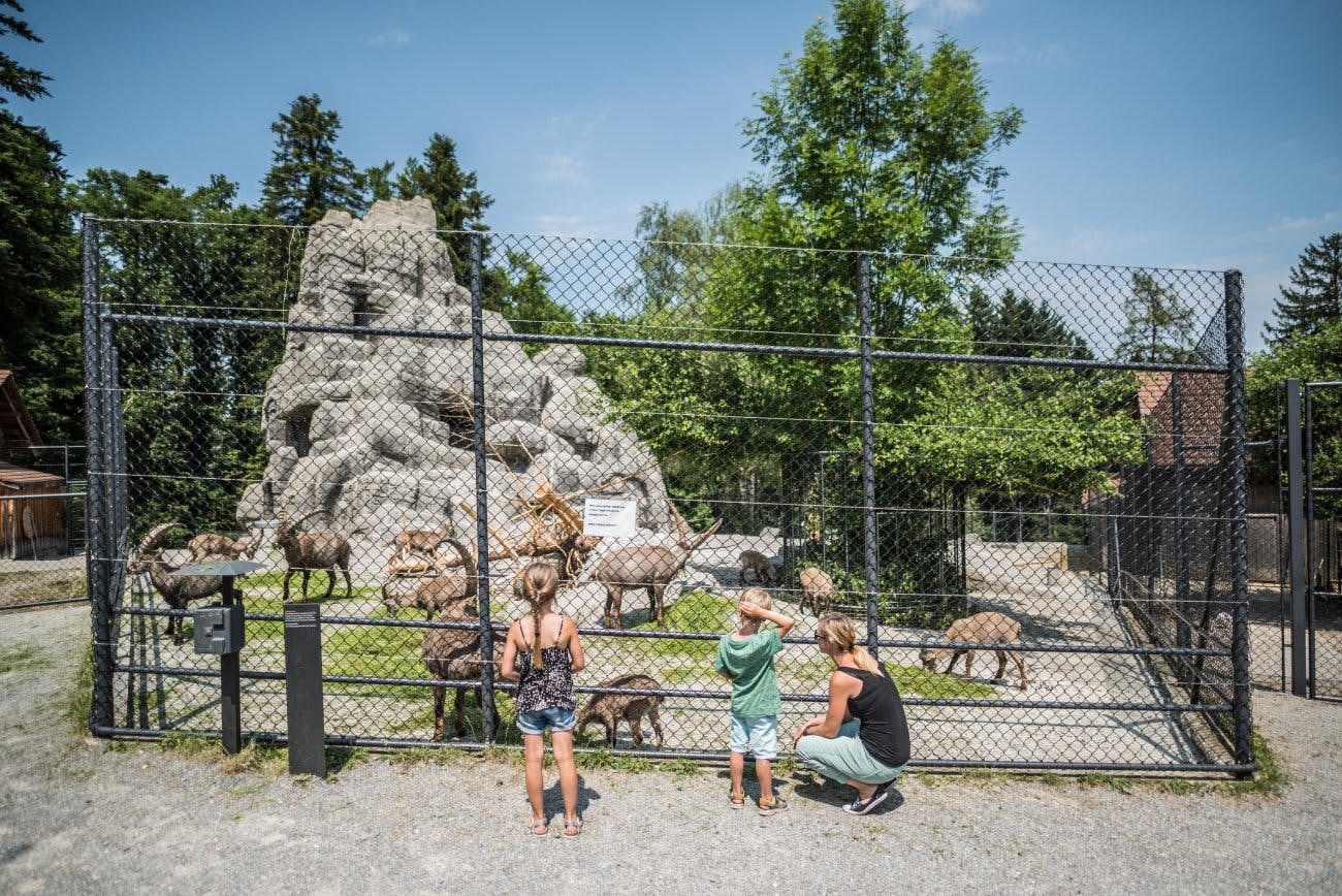 Les rochers des bouquetins du parc animalier Peter & Paul.