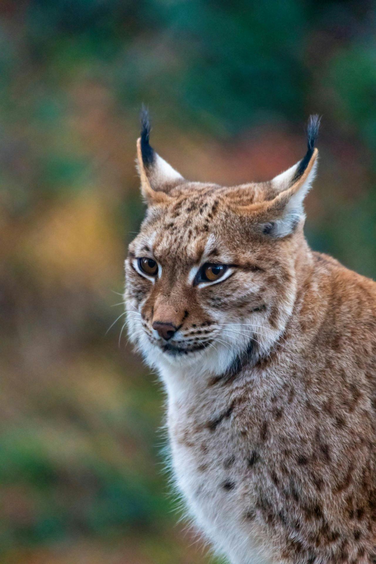 Un habitant du zoo alpin des Marécottes.