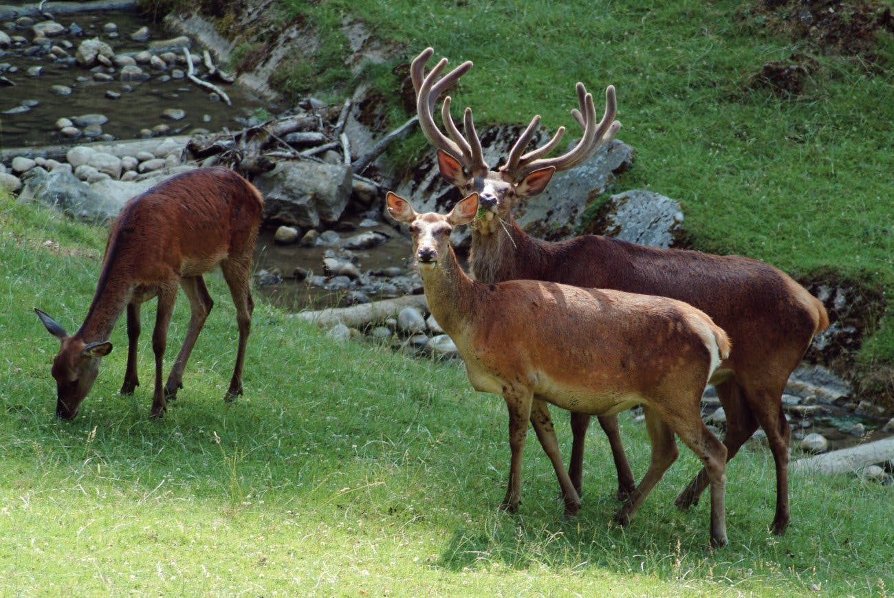 Le parc animalier de Roggenhausen permet d’observer les animaux sauvages dans leur environnement naturel.