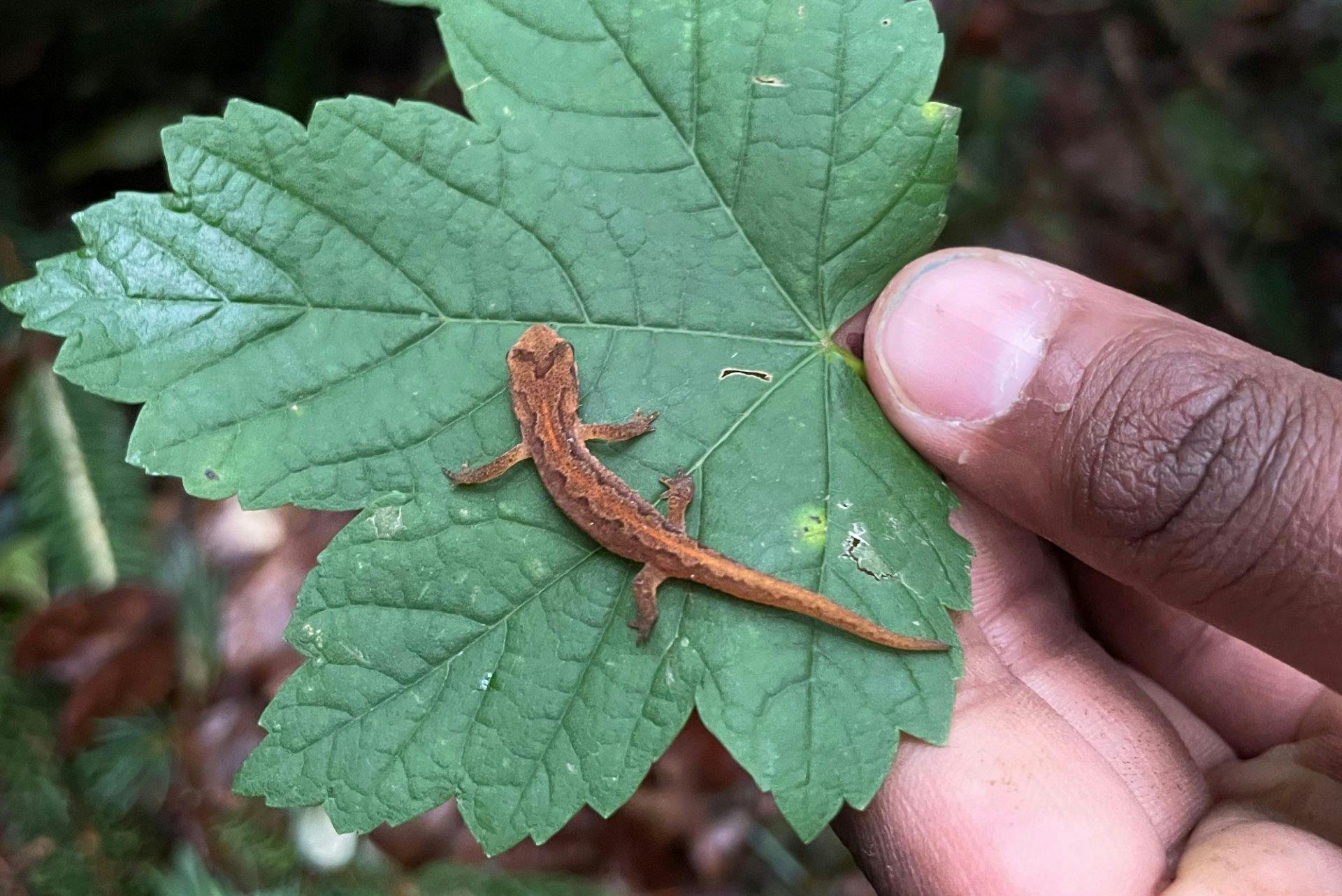 Dans la forêt de la Sihl, on trouve également des amphibiens comme le triton palmé.