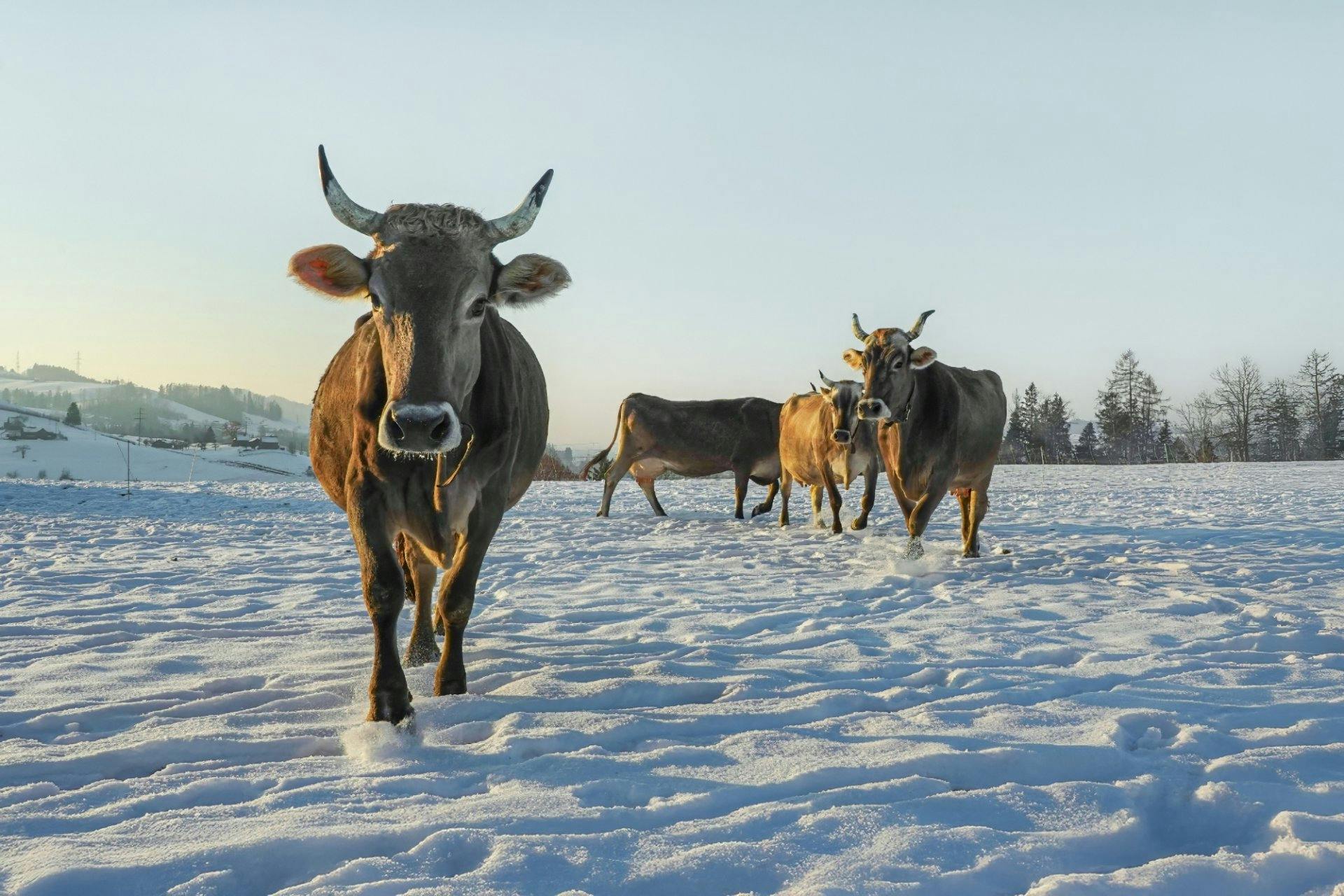 Gehen auch mal im Schnee raus: Kälte ist für Schweizer Milchkühe kein Problem.