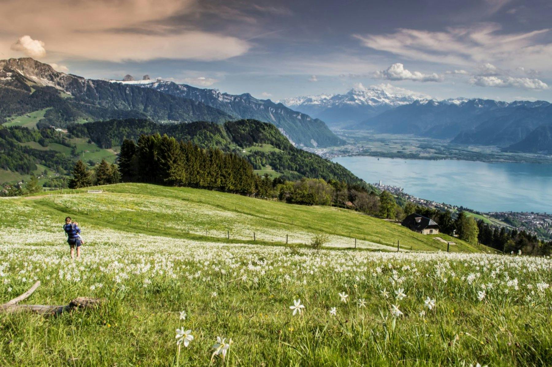 Für alle, die lieber zu Fuss unterwegs sind: Die zweistündige Wanderung von Blonay auf die Les Pléiades führt durch malerische Wälder und Bergwiesen....