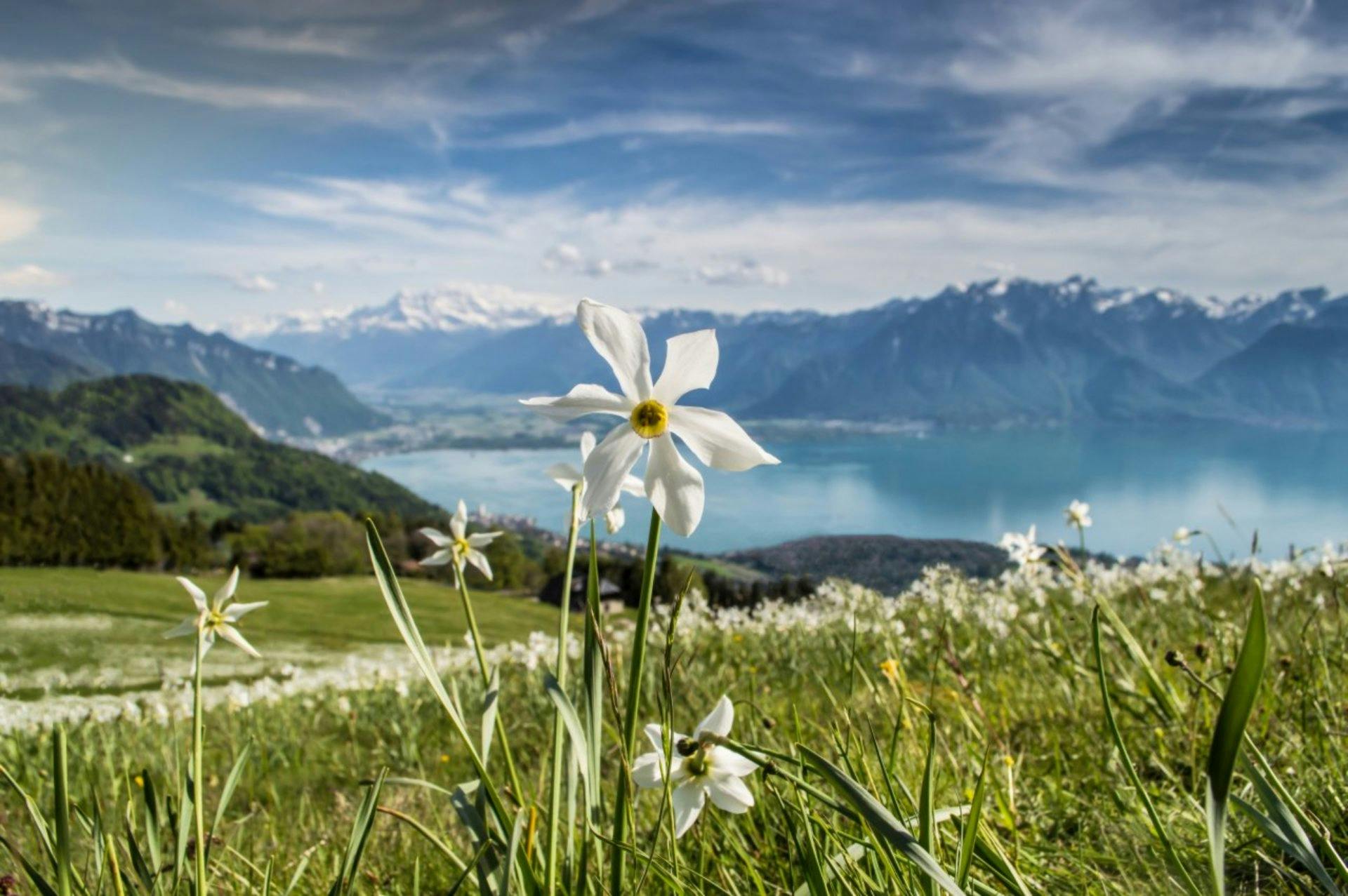 En train entre Lausanne et Vevey: le trajet le long du Léman est un moment fort du voyage. La vue est particulièrement belle si l’on s’assied du côté...