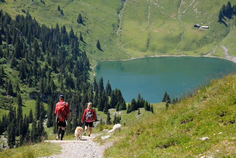 Descente avec vue: au Stockhorn, chaque randonnée devient une aventure, même pour vos compagnons à 4 pattes.