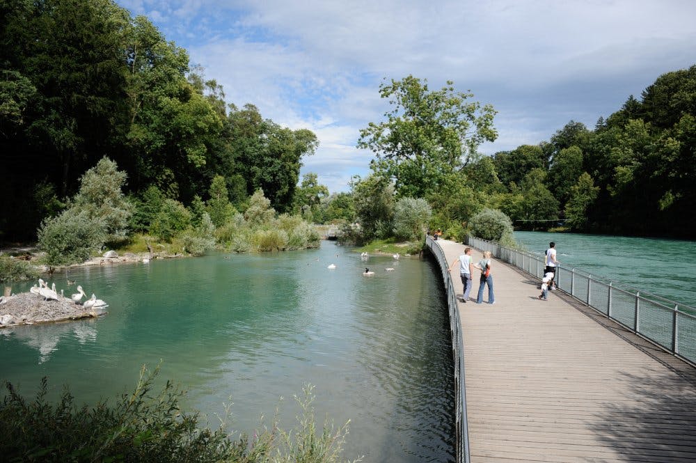 En vous promenant le long de l’Aar, vous découvrirez différents enclos d’animaux.
