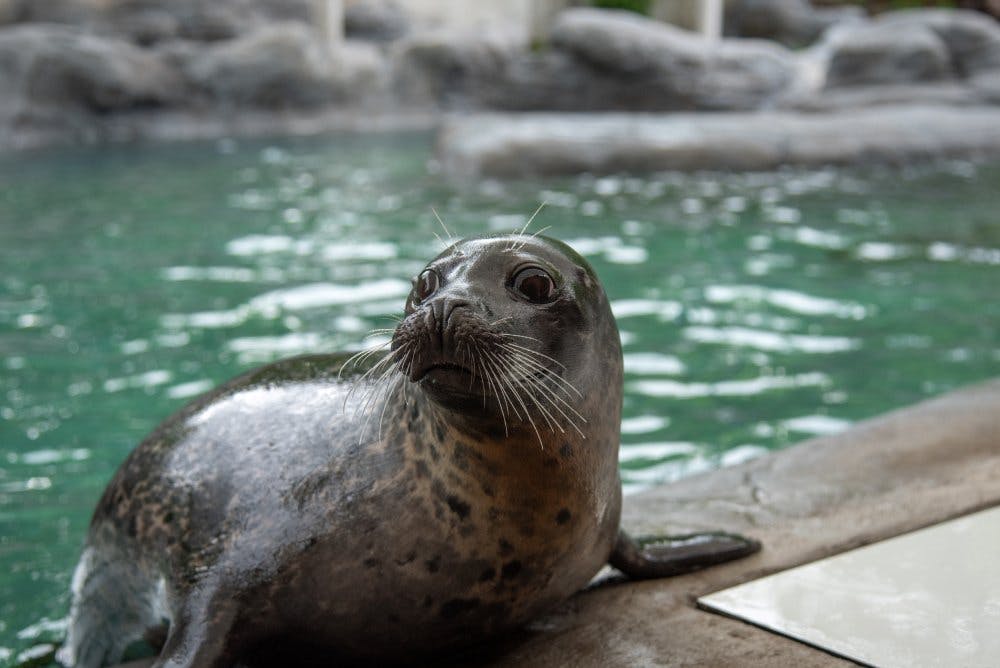 Nombre d’animaux vous tiendront compagnie au parc zoologique Dählhölzli: loutres, loups, ours, sans oublier les phoques, toujours très curieux.