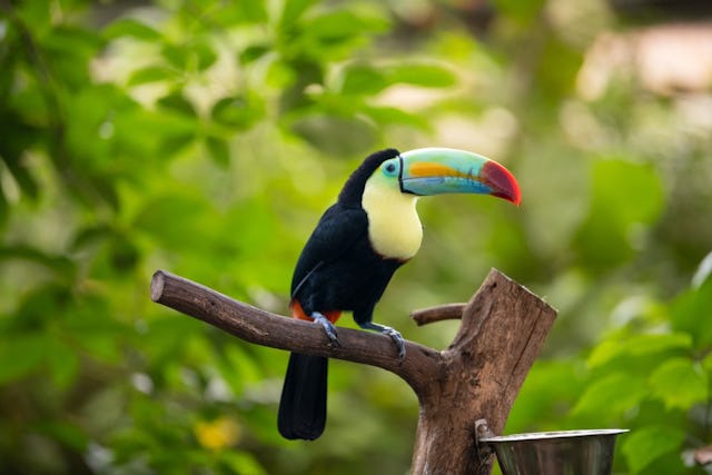 Forêt vierge à Chiètres: au Papiliorama, vous pouvez admirer de près des animaux et des plantes exotiques.