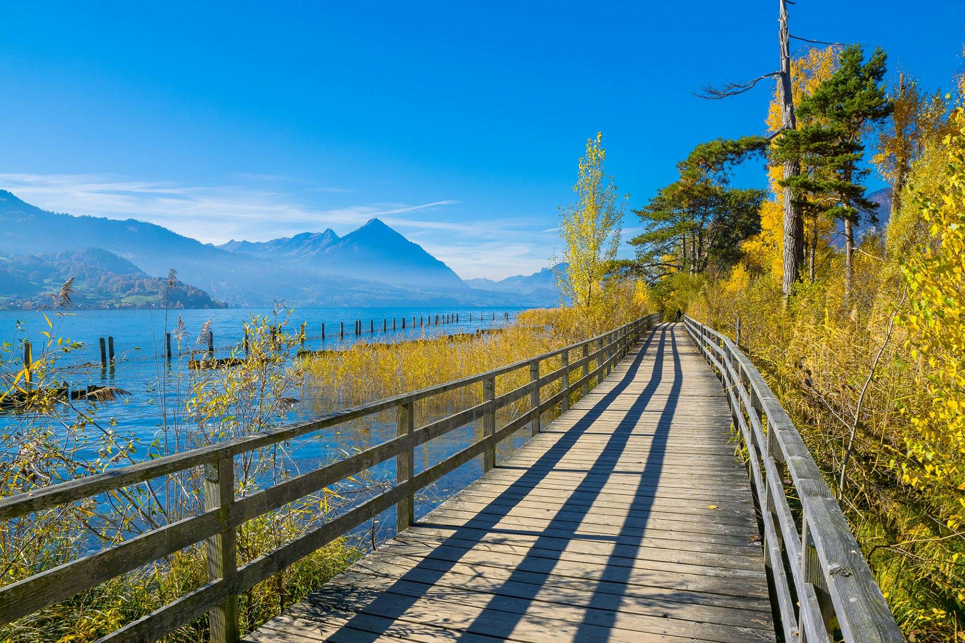 Wunderschöne Holzstege und Uferwege führen entlang von Thuner- und Brienzersee.