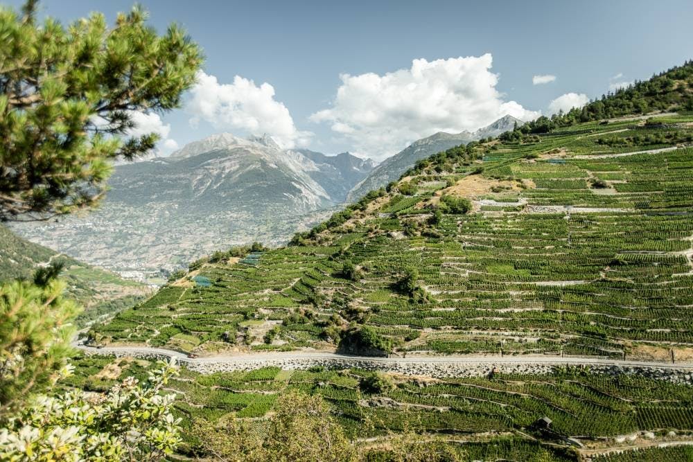 Vous commencez votre journée à Viège et découvrez après un bref trajet en bus Visperterminen, où se trouve l’une des vignes les plus hautes d’Europe,...