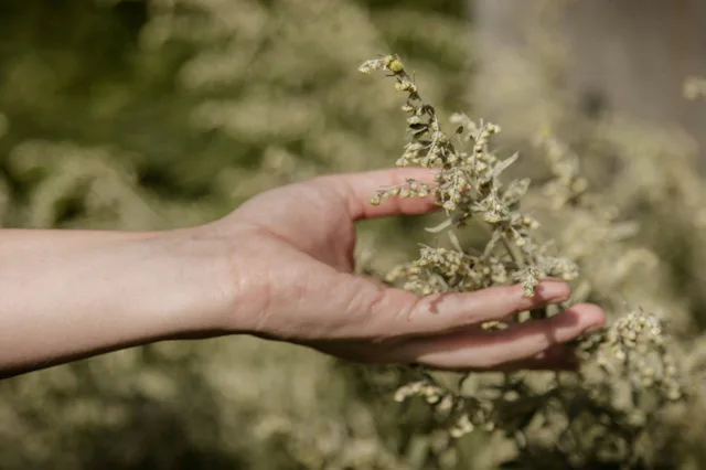 Artemisia absinthium est une plante médicinale à l’efficacité reconnue et l’ingrédient premier dans la fabrication de l'absinthe.