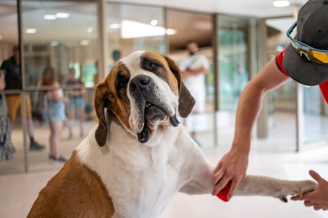 Soins et bien-être: des soins quotidiens attentionnés (toilettage, contrôle de santé et entraînement doux) pour des Saint-Bernard épanouis.