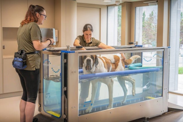 Hydrothérapie: dans un bassin spécialement équipé, les chiens renforcent leur musculature et récupèrent en douceur, encadrés par des spécialistes.