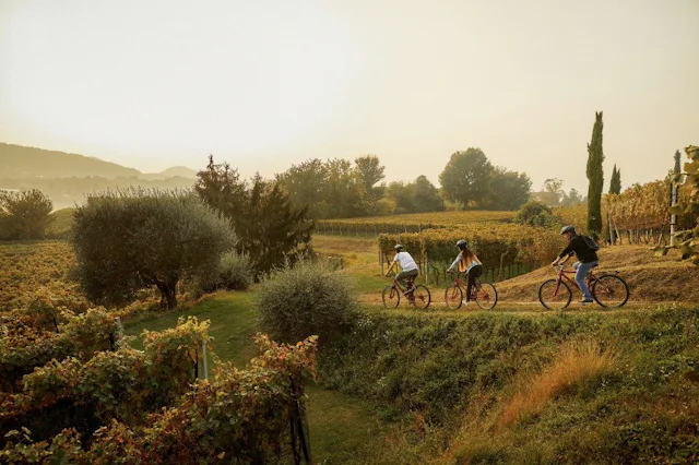Le circuit Bike & Wine traverse des vignes entretenues avec soin, avec des dégustations de nobles nectars du Tessin dans les domaines viticoles alento...