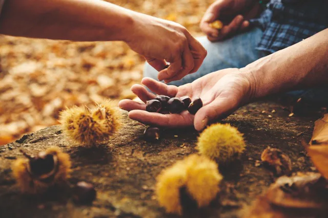 Das Kastanienfest im Oktober feiert ein einziges Produkt in all seinen Varianten. Die Kastanie ist eng mit der Tradition des Mendrisiotto verbunden.