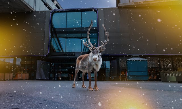 Halte Ausschau nach dem Rentier und gewinne tolle Preise!