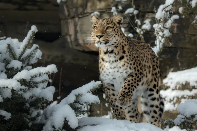 Royal dans la neige: le léopard de Perse est l’une des nombreuses espèces fascinantes du parc zoologique de Berne.