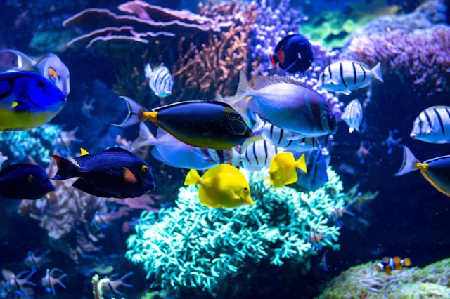 Une touche de couleur en hiver: au vivarium du parc zoologique de Berne, plonge dans un monde sous-marin tropical.