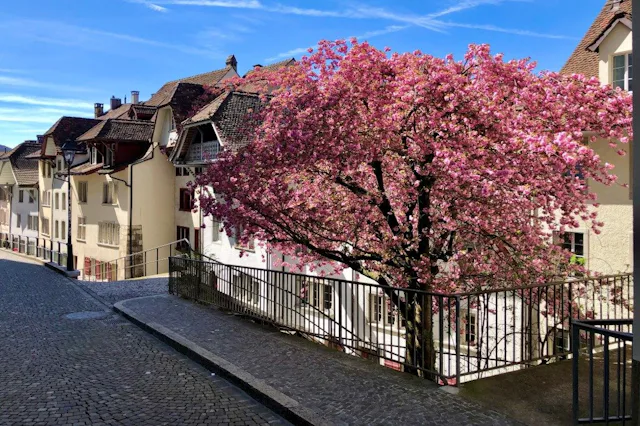 Von Brugg erreichen Sie mit der S29 in nur 18 Minuten die Altstadt von Aarau. Diese lädt mit ihren unzähligen Gassen und Restaurants zum Flanieren und...