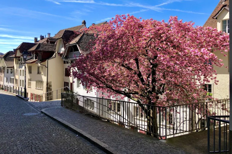 Von Brugg erreichen Sie mit der S29 in nur 18 Minuten die Altstadt von Aarau. Diese lädt mit ihren unzähligen Gassen und Restaurants zum Flanieren und...