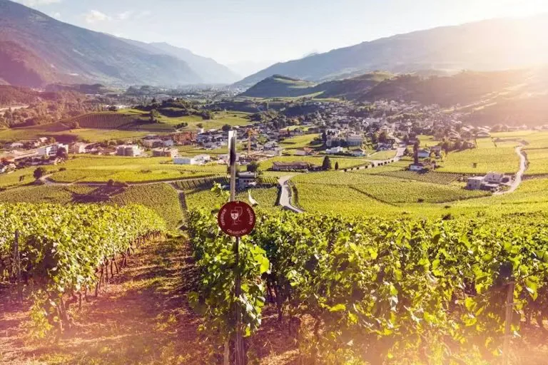 Le long de ce sentier viticole facile de 7,5 km (2h de marche), 80 panneaux d’information décrivent entre autres les cépages et les techniques de la v...