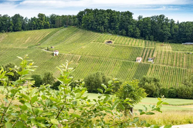 Wenn es Sie eher in die Natur zieht, lohnt sich die 3-minütige Weiterfahrt nach Aesch BL. Vom Bahnhof erreichen Sie eines der bekanntesten Weinanbauge...