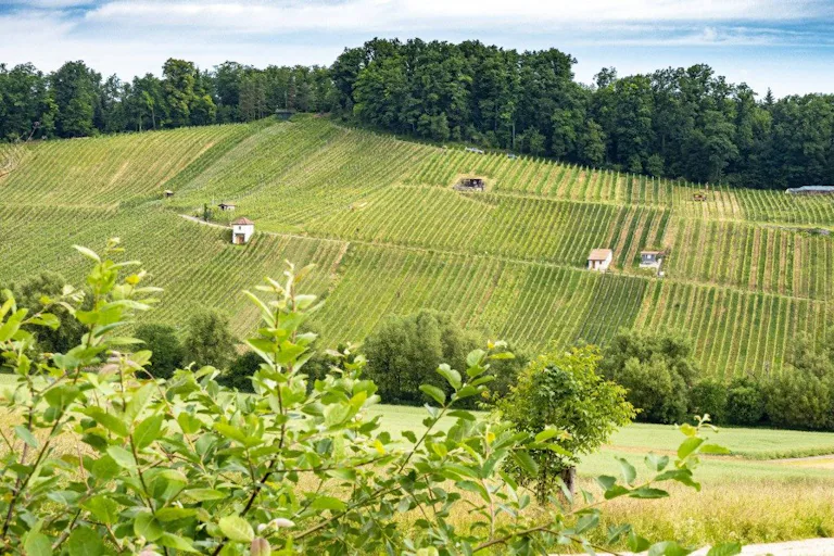 Wenn es Sie eher in die Natur zieht, lohnt sich die 3-minütige Weiterfahrt nach Aesch BL. Vom Bahnhof erreichen Sie eines der bekanntesten Weinanbauge...