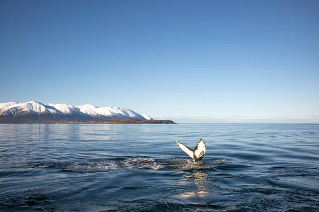 Eine Walsafari gehört in Nordisland im Winter zu den besonderen Naturerlebnissen.