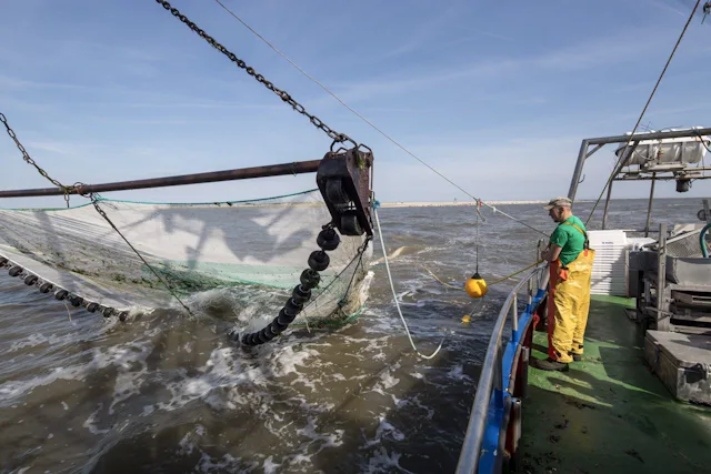 Nordseekrabbenfischerei – Deutschland: Die Krabbenfischer verwenden Netze mit integrierten „Fluchtschleusen“, damit Fische, die im Netz landen, heraus...