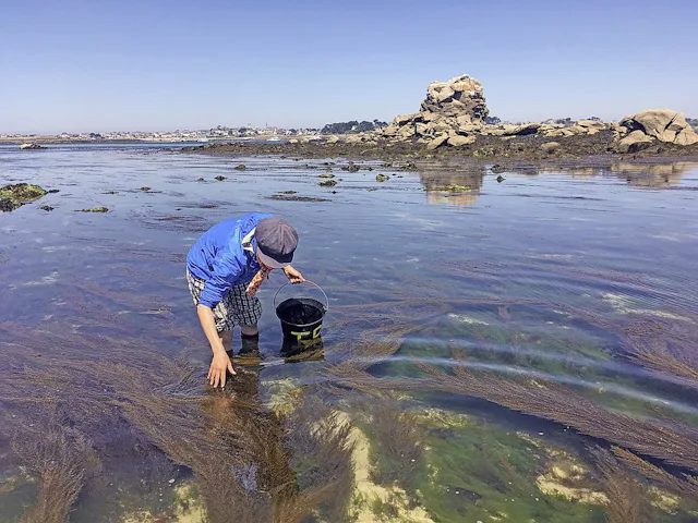 Estelle Gassmann beim Algensammeln in Roscoff.