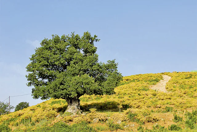 Die blühende Macchia Korsikas.
