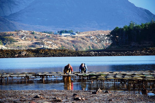 In Letterfrack am Nordwestzipfel des Connemara Nationalparks züchtet David Keane Austern.