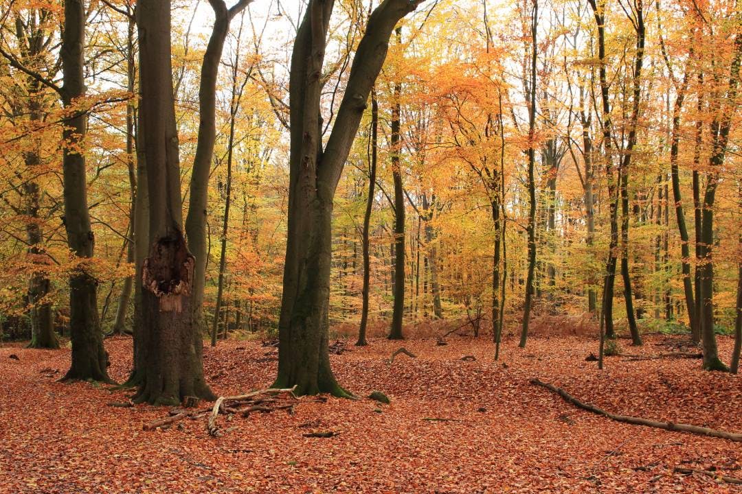 Hat nicht jeder: Ein Wald ist eine beständige Wertanlage. Und im schlimmsten Fall haben Sie zumindest Brennholz.