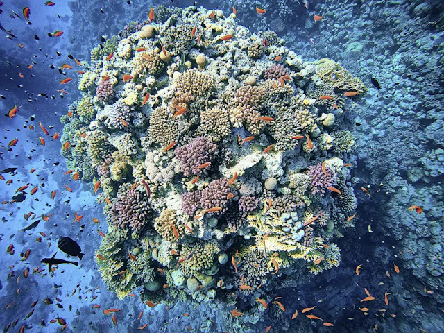 Tauchen in Marsa Alam