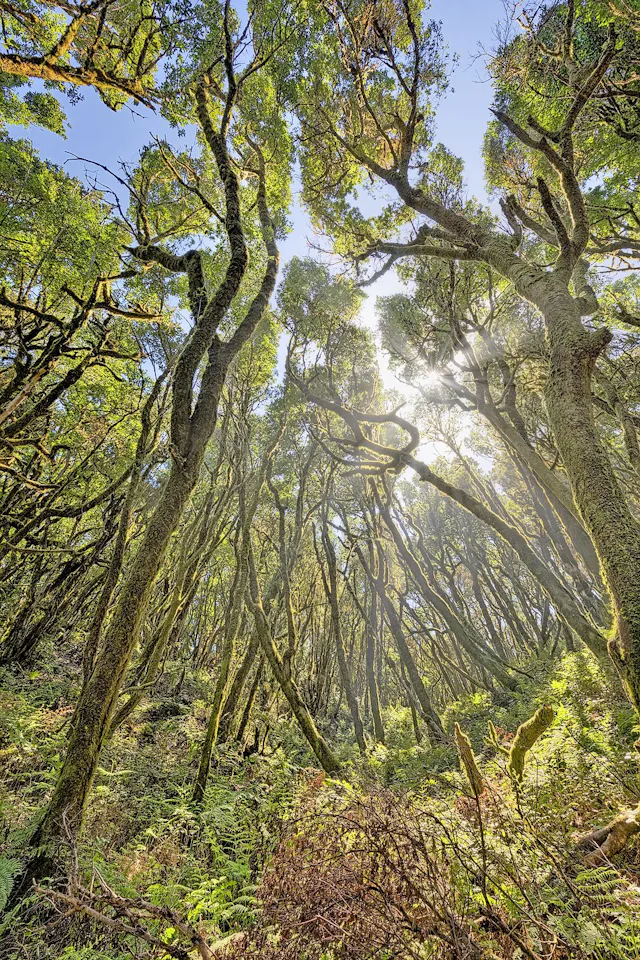 Nationalpark auf La Gomera