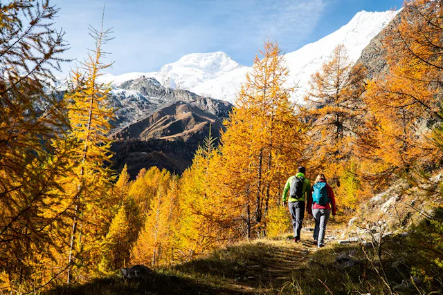 Saas-Fee, Wanderung durch goldgelbe Lärchenwälder