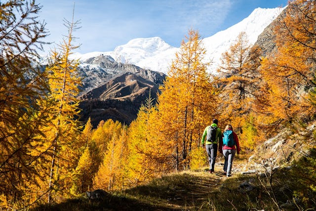 Saas-Fee, Wanderung durch goldgelbe Lärchenwälder