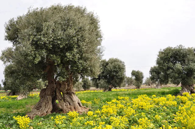 Olivenbäume in Apulien. Bestechende Vielfältigkeit.